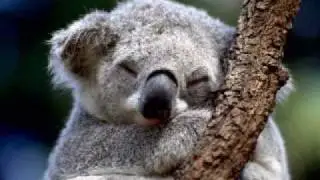КОАЛА-KOALA