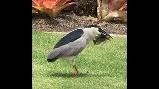 fishing with the black crowned night heron