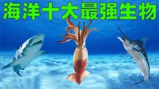海洋十大最强生物排行榜，人类和它们比真的太渺小了！