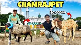 Bangalore Chamrajpet Sheep Market 2025 | Chamrajpet Bakra Mandi 2025 | Sheep Market