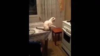 Киска просит кушать.....