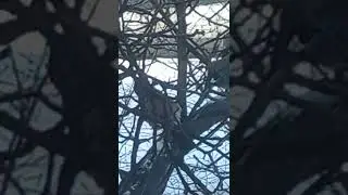 Сойки -