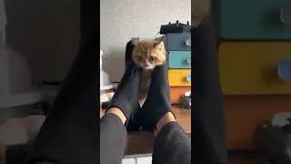 #shorts