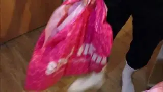 Шаурма из кошки