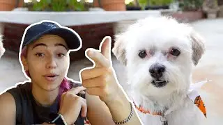 A FEW DAYS IN MY LIFE (Gym, dog haircut, bday haul)