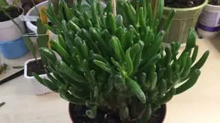 Крассула,  Дримиопсис, Epiphyllum.