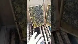 РОЕНИЕ ПЧЁЛ