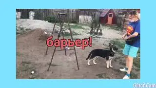 Дрессировка щенка ВЕО 3,5 месяца