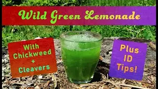 How to Make Wild Green Lemonade in a Blender + Identify and Forage Common Chickweed and Cleavers