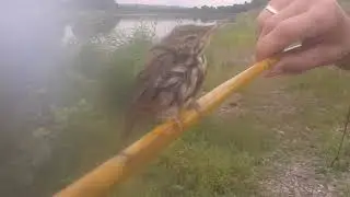 Достали птенца из реки