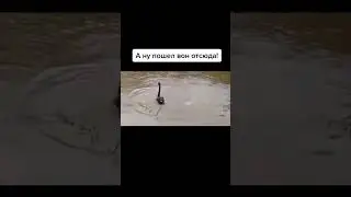 А ну пошёл отсюда