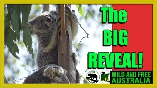 Did you guess right? Onyx's joey shows all!   |   Australia all over koalas