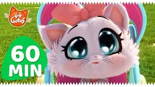 44 Gatos | Latinoamérica | 60 MINUTOS con Hope, Terry y los demás amigos felinos de los Buffycats