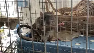 Watching the Ratties behind my glass door