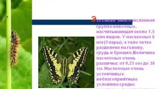 Презентация Животные луга