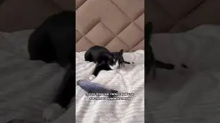 ОБЫЧНЫЙ ДЕНЬ ШАТАЮЩЕГОСЯ КОТА #животные #кот #кошка #добро #смешныеживотные #приколысживотными