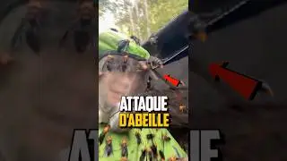 COMMENT SURVIVRE À UNE ATTAQUE D’ABEILLES ?!