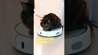 My Cat Be Rollin' 😹 #rescuekitty #kitten #cat #catshorts