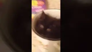 Дикий кот