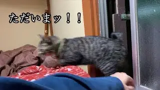 帰宅から流れるようにくつろぐ居候の猫（a domestic cat that relaxes as if it were at home）