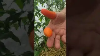 Силиконовый протектор для пальцев с лезвием для фруктов, овощей, 
