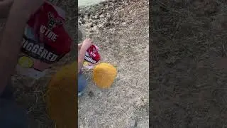 Deer attractant test