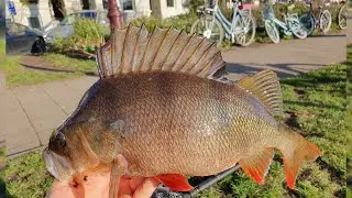 FAT Perch Fishing in AMSTERDAM CITY XXX