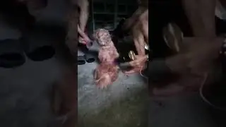 Dog's hair drying #short video