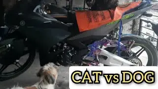 CAT vs DOG | ginzz vlog
