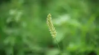 School Lesson on Meditation