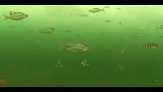 Oh, how many fish