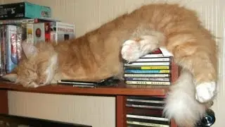 Коты и собаки устали, и хотят спасть