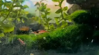 Danio margaritatus