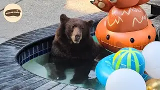 This Family Looks Outside and Sees a Bear in Their Pool