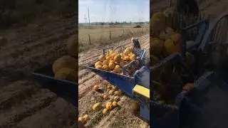 Сбор тыквы на семена 🎃🎃🎃