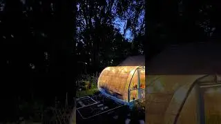 Twilight💚 #cattlepanelgreenhouse #diy #greenhouse #gardens