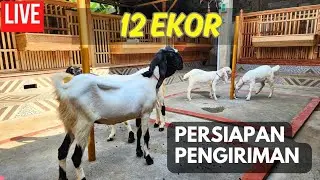 LIVE, SIAP BERANGKAT 12 KAMBING ETAWA KE JAWA BARAT + 2 EKOR ORDER BARU