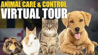 Animal Care & Control Virtual Tour | April 26th, 2023