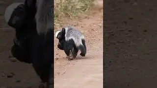 Honey Badger Runs With Cub in Her Mouth