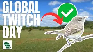 Finding RARE Birds in the Midwest!