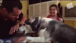 Хаски защищает хозяйку