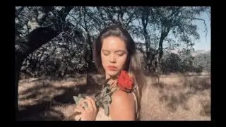 the Rose Haze - 