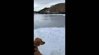 Golden Retriever Says The Ice Rink Is Gone!