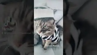 Niko Piko the Siberian Cat Serving Jail Time