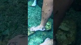 Kangal Balıklı Kaplıca- Karavanla Doğu Karadeniz Turu