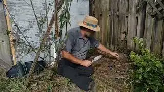 When to plant strawberries in Florida