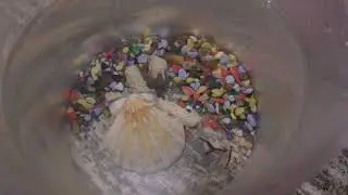 Карликовая лягушка в аквариуме