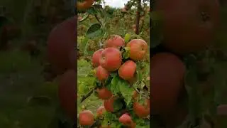 Apple Garden in Shimla || Apple Trees