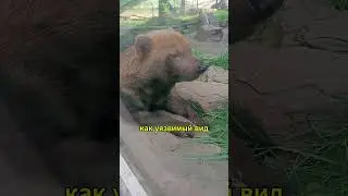 Кустарниковые собаки в центре внимания: узнайте о них больше ! #животные #animals#рекомендации