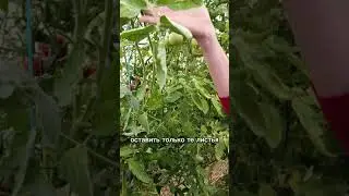 КАК УСКОРИТЬ СОЗРЕВАНИЕ ПОМИДОРЫ